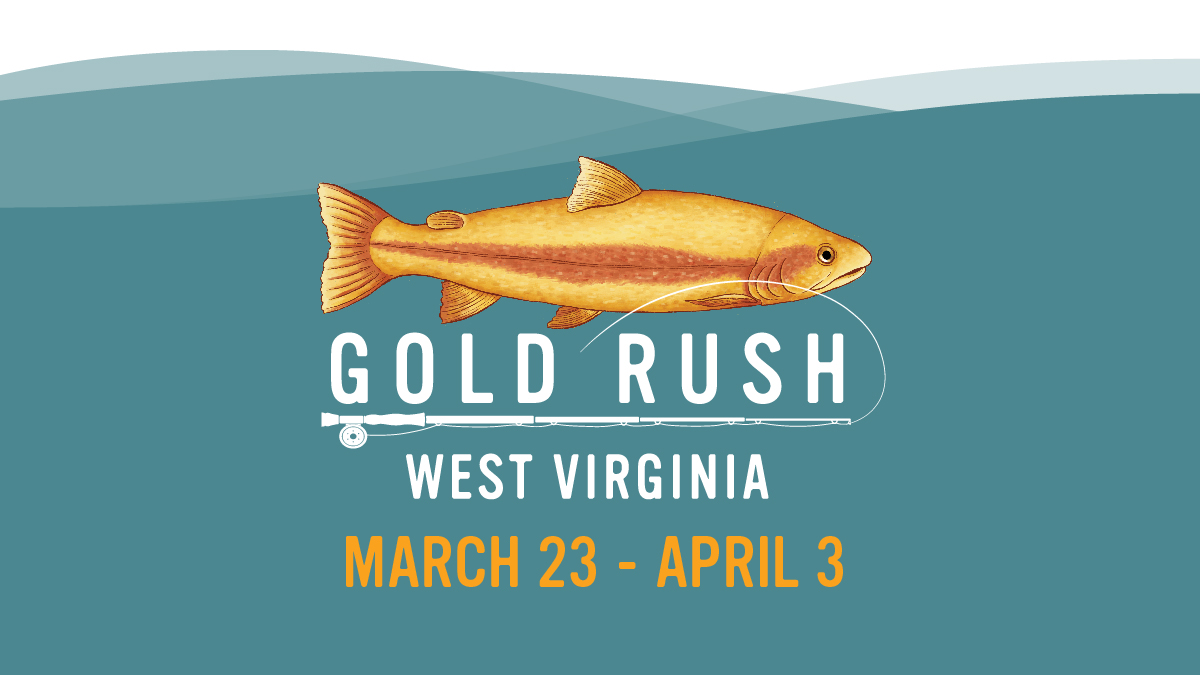 Gov. Justice announces popular Gold Rush trout program back and better